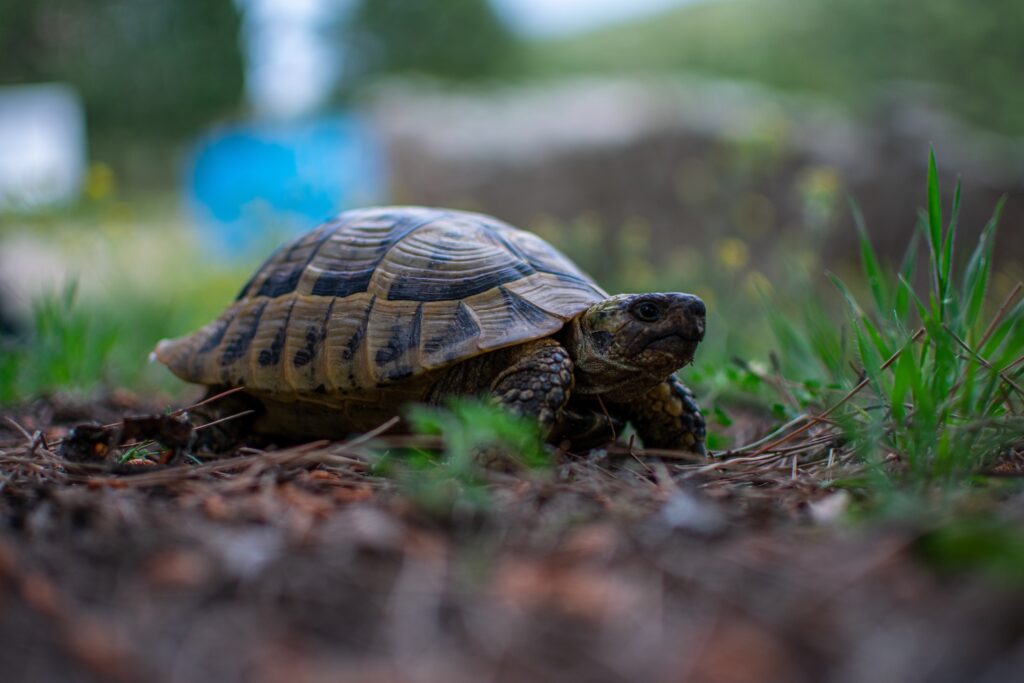 Tortue d'Hermann